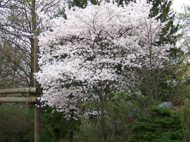 Akebono Cherry tree