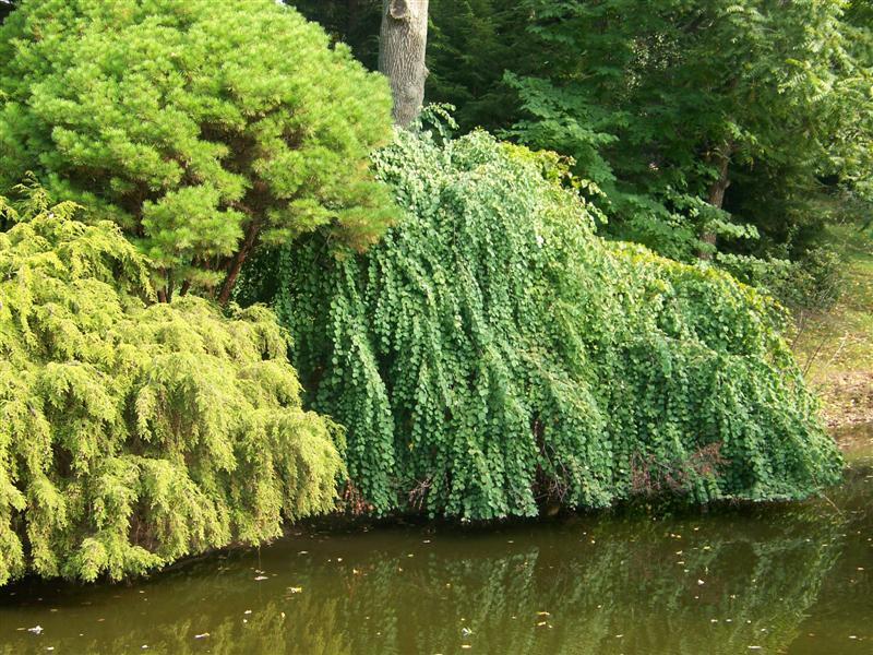 Amazing Grace Weeping Katsura trees on edge of water