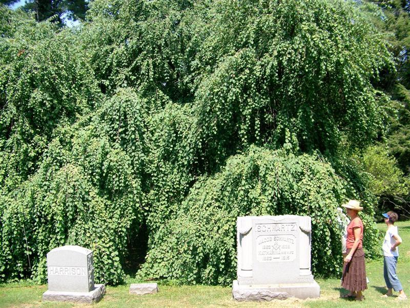 Amazing Grace Weeping Katsura trees behind tombstones with people standing by