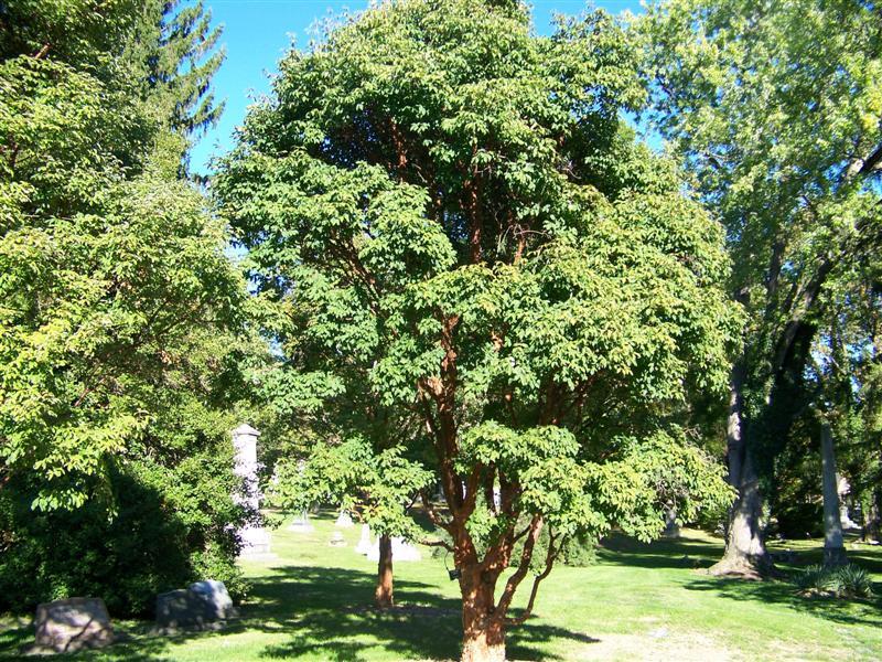 Paperbark Maple trees