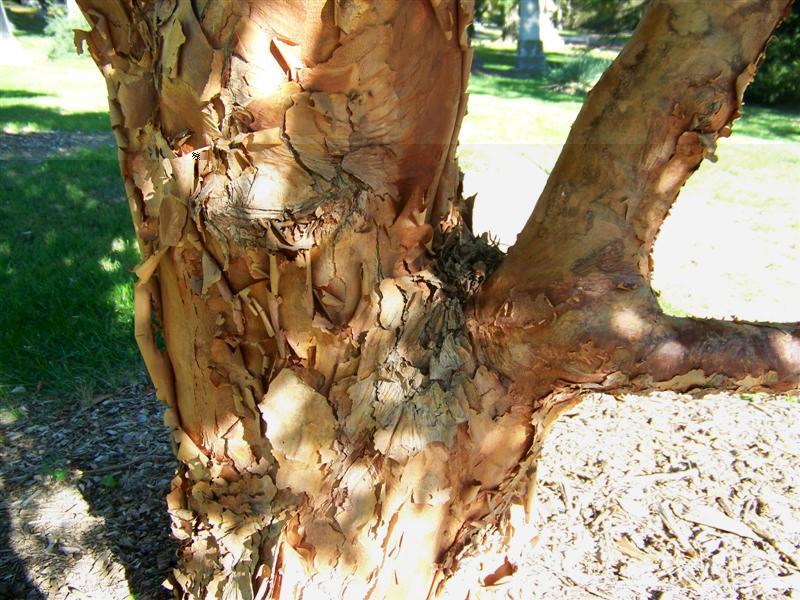 Paperbark Maple tree trunk