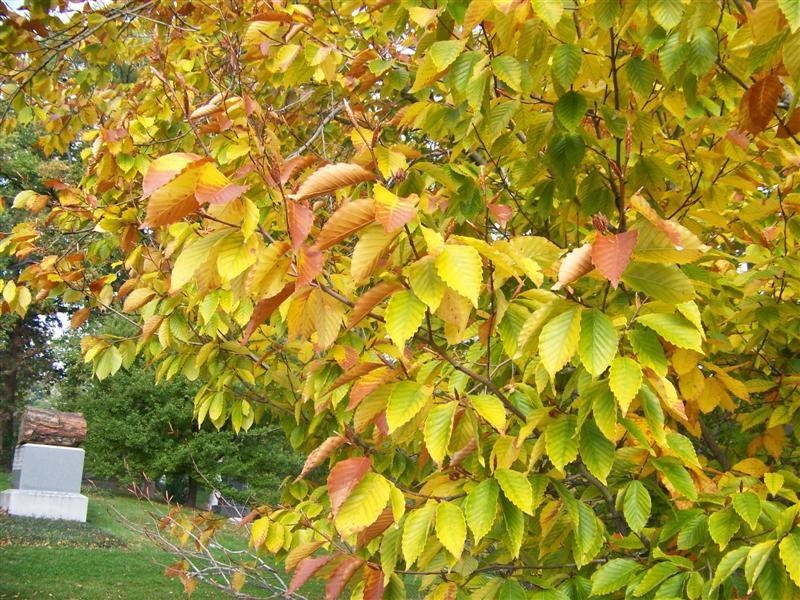 American Beech tree leaves