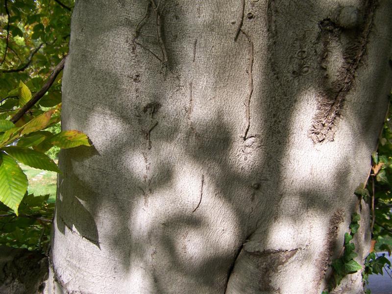 American Beech tree trunk