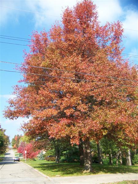 Red Pin Oak tree