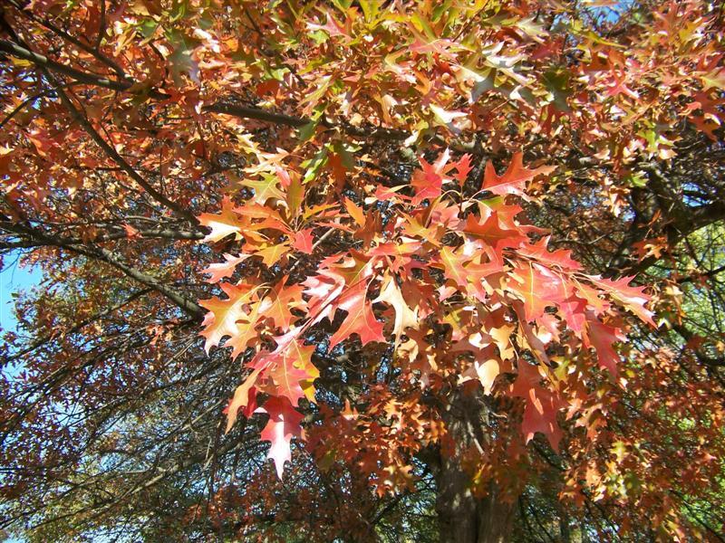 Red Pin Oak leaves