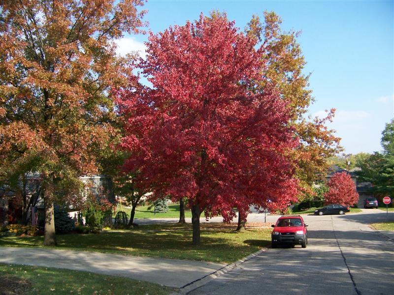 Red Sunset Red Maple trees