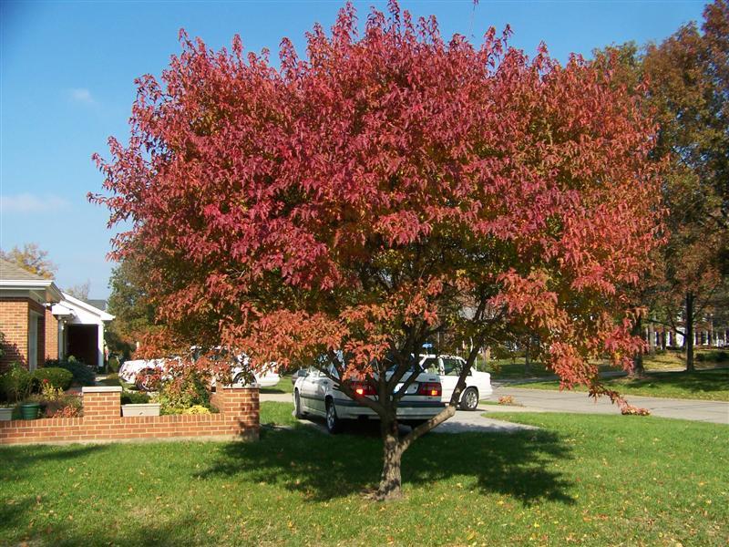 Flame Amur Maple tree