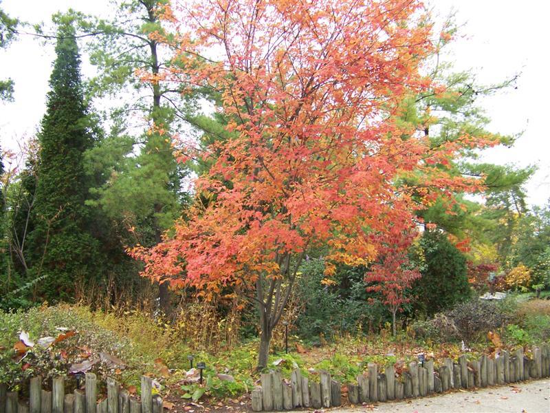 Serviceberry tree