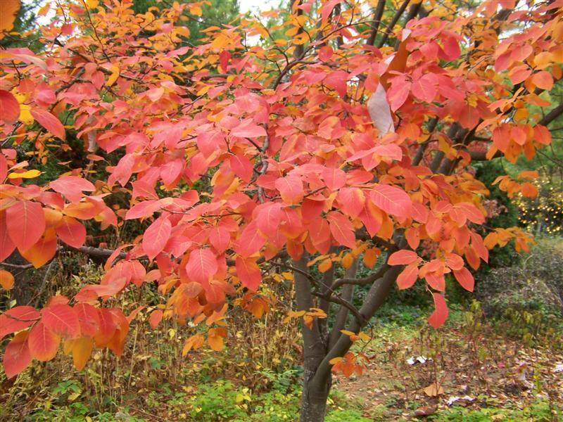 Serviceberry tree branches