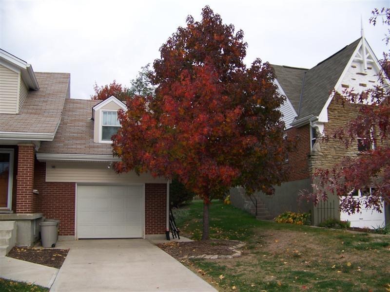 Sweetgum tree in front of house