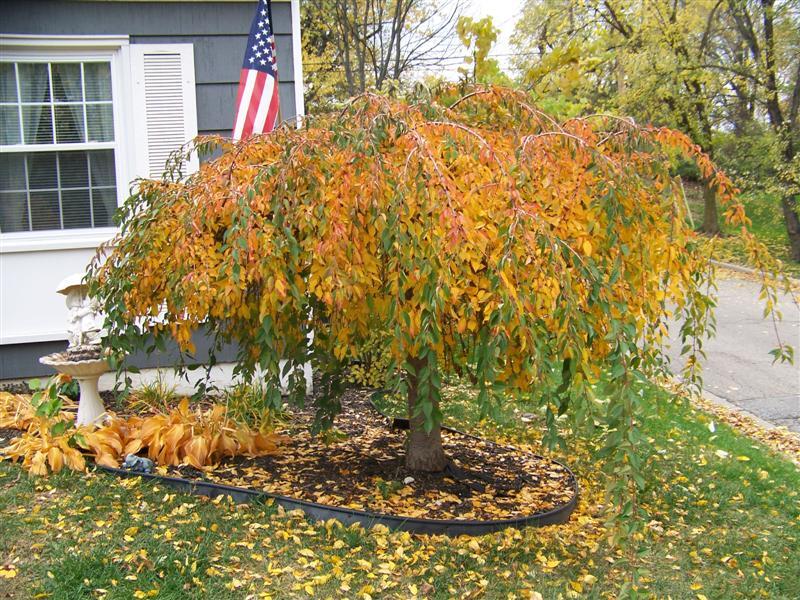 Yellow and green Snow Fountains Weeping Cherry