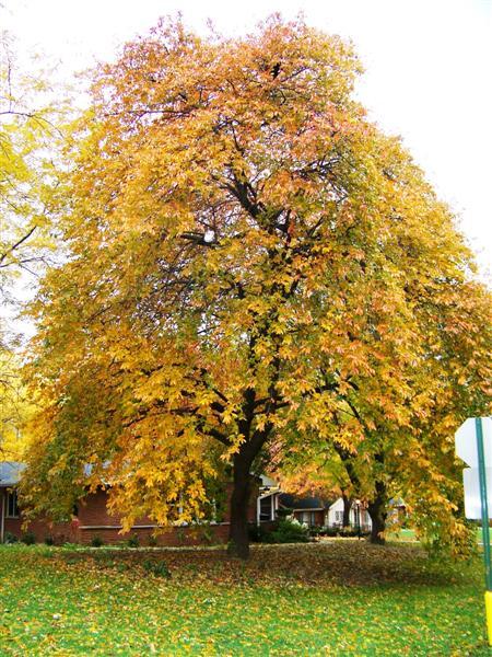 Weeping Black Gum tree