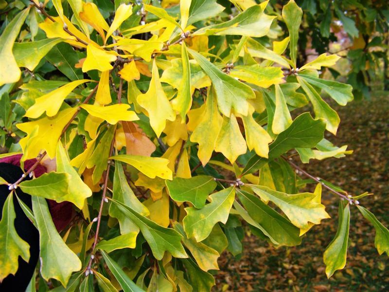 Water Oak tree leaves