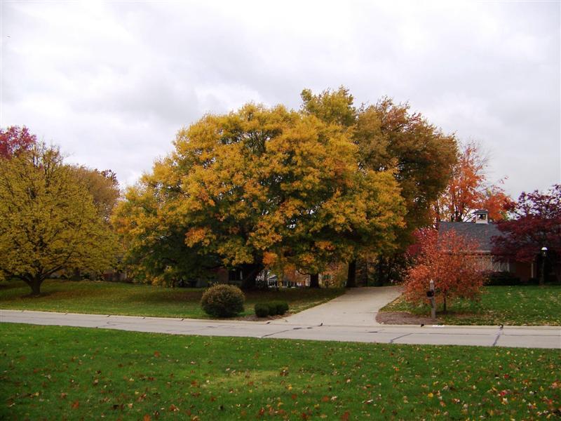 Water Oak tree