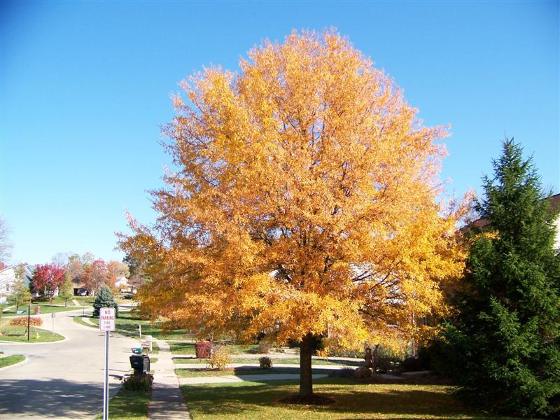 Yellow Willow Oak tree