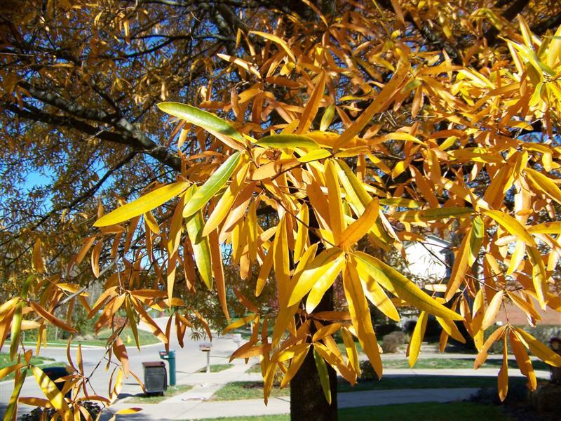 Yellow Willow Oak tree branches