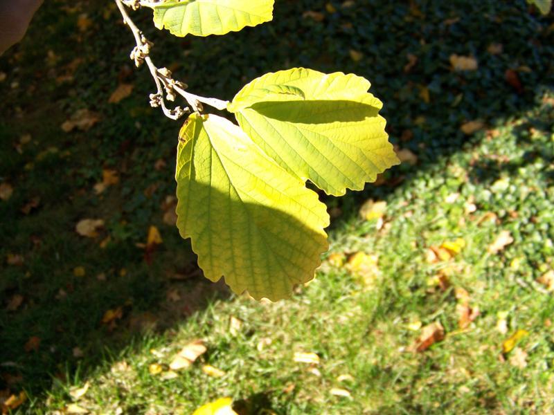 Common WhichhazelÂ tree leaves