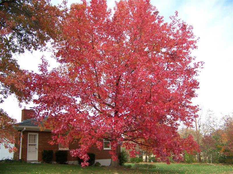 Sweetgum tree