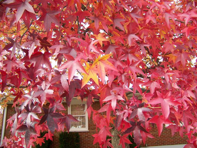 Sweetgum tree leaves