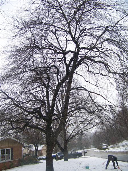 Weeping Black Gum tree