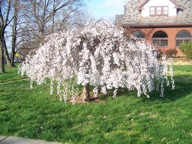 White Snow Fountains Weeping Cherry