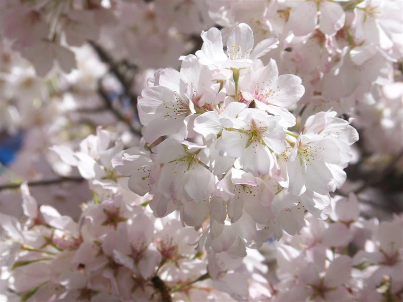 Yoshino Cherry flowers