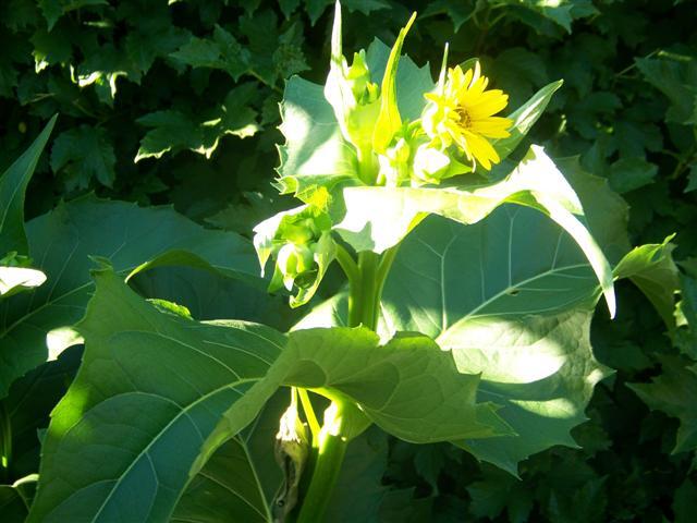 Cup Plant with flower