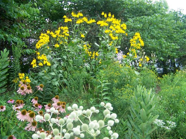 Autumn Sun Coneflowers