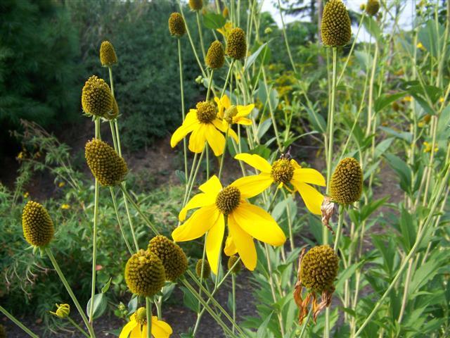 Autumn Sun Coneflowers