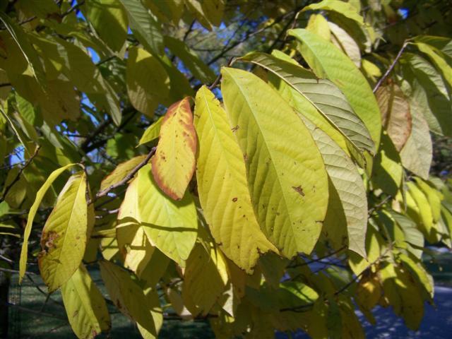  Common Pawpaw tree leaves