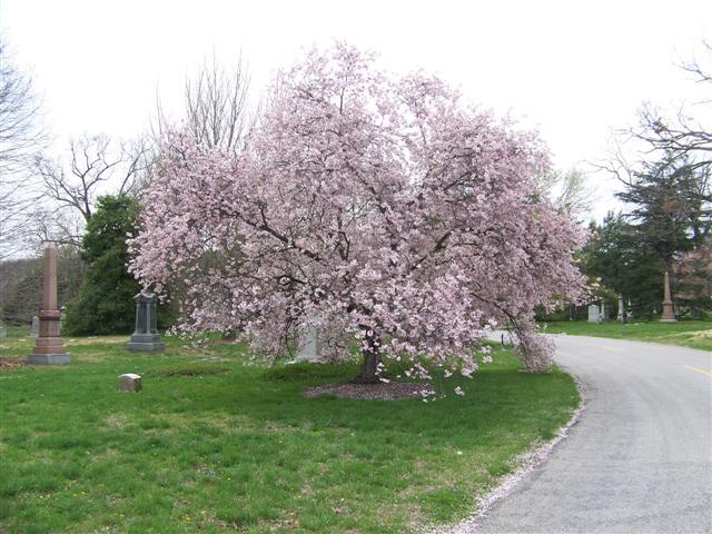 Autumn Flowering Higan Cherry tree