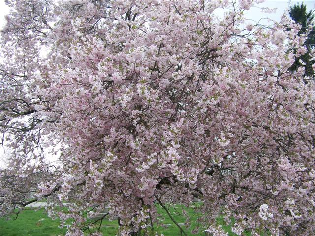 Autumn Flowering Higan Cherry tree