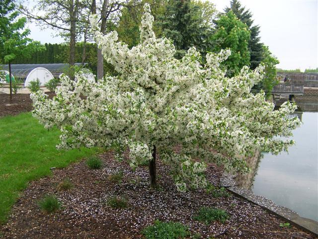 Firebird Crabapple tree