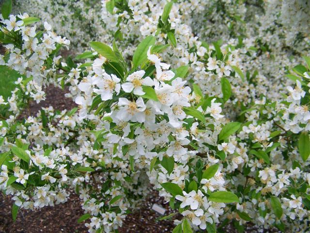 Firebird Crabapple flowers