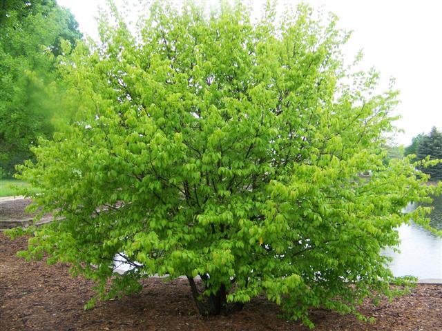 American Hornbeam tree