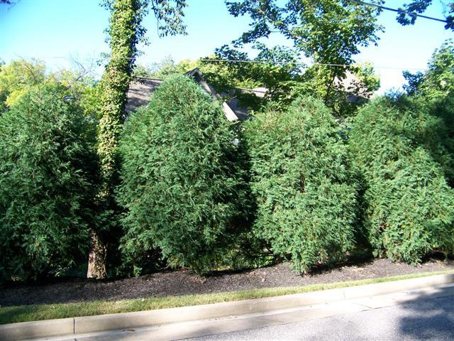 Techny Eastern Arborvitae trees