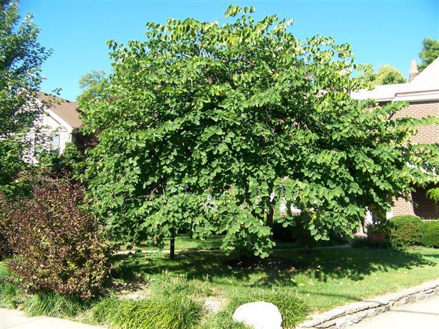 Eastern Redbud tree