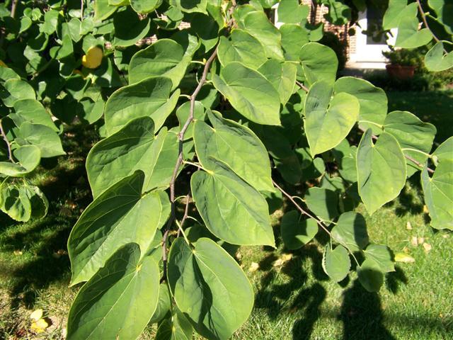 Eastern Redbud leaves