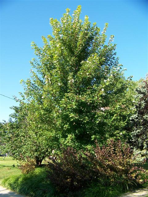 Autumn Blaze Maple tree