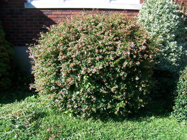 Glossy Abelia shrub