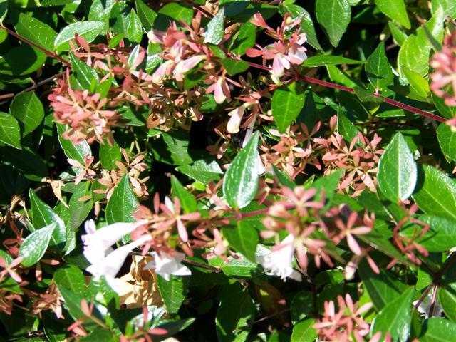 Glossy Abelia shrub flowers