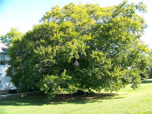 American Beech tree