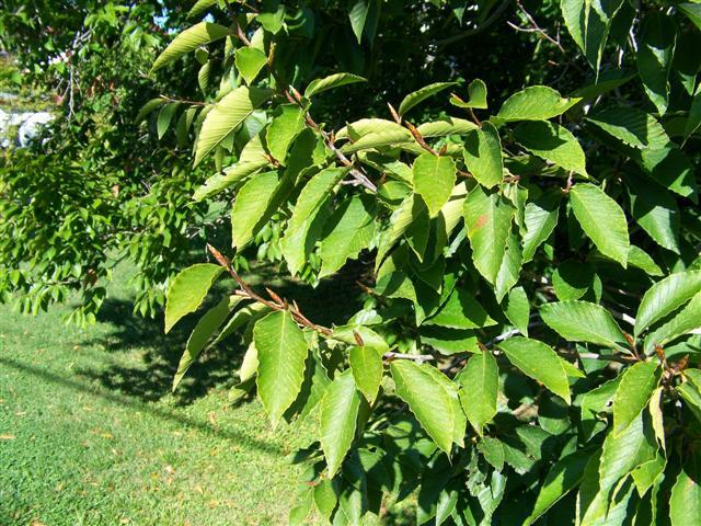 American Beech tree branch