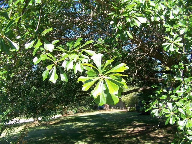 Water Oak leaves