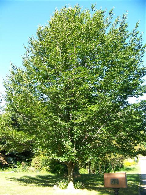 American Beech tree