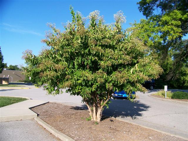 Seven-son Flower tree