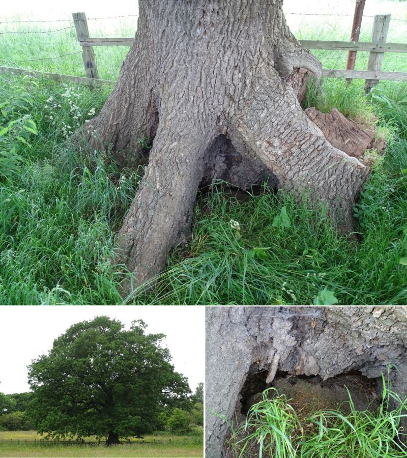 Collage of tree roots, tree, and tree bottom