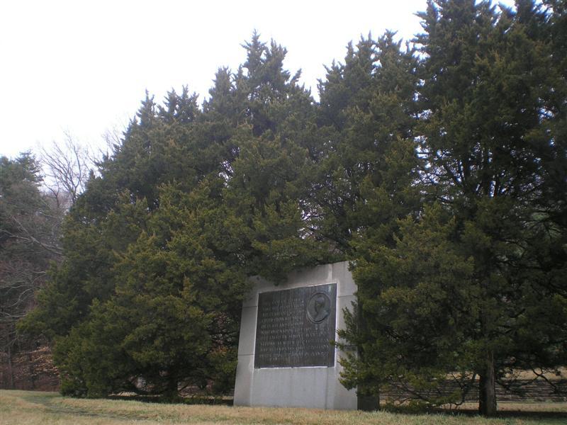 Canaertii Juniper trees around large stone sign