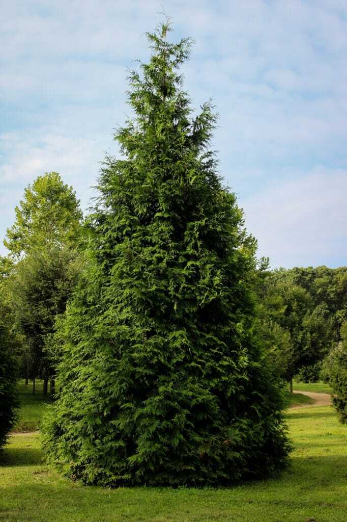 Green Giant Arborvitae tree