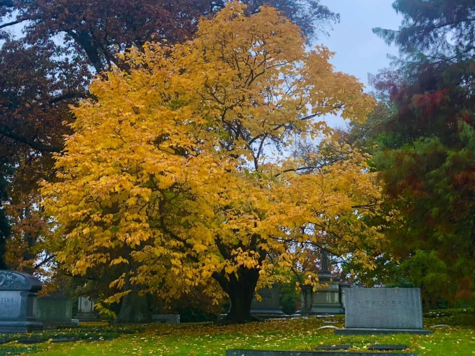 Yellowwood tree